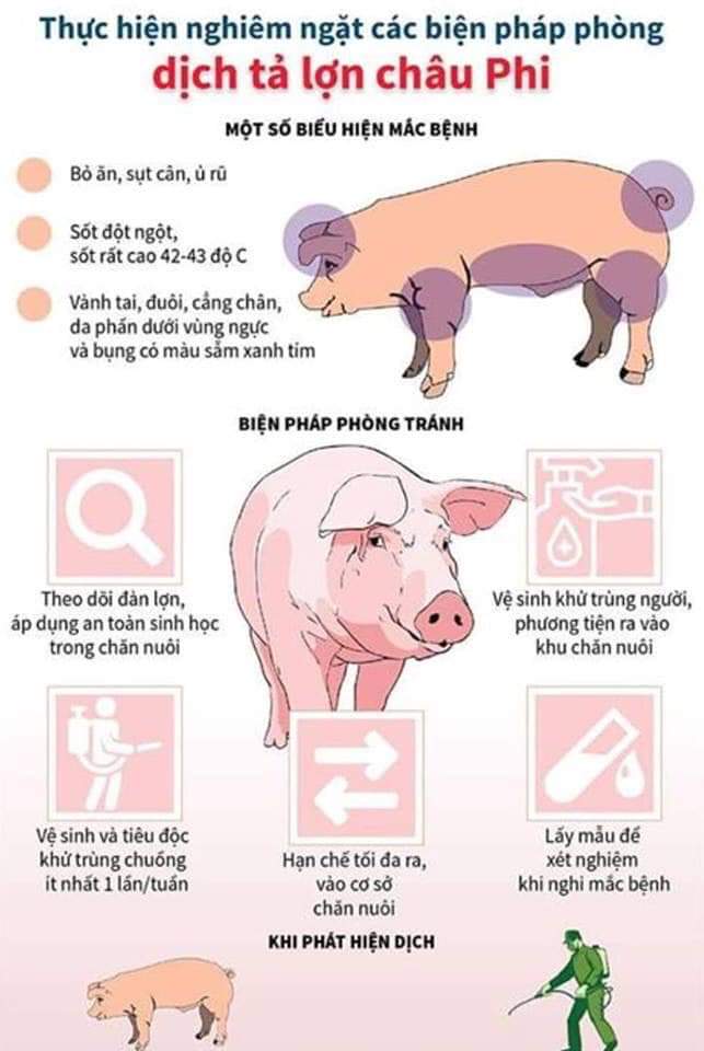 dịch tả lợn châu phi