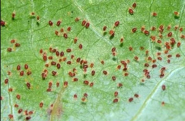 Cách diệt nhện đỏ hiệu quả nhất cho cây ăn quả chỉ hết 20.000 đồng - Điện  Máy 3 Tốt